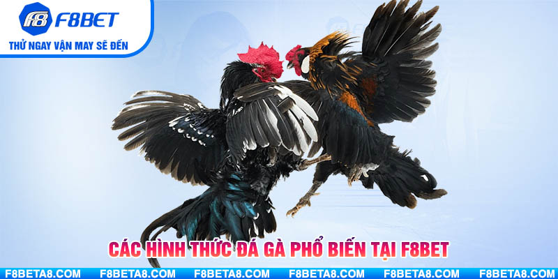 Các hình thức đá gà phổ biến tại F8BET