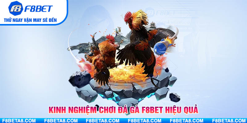 Kinh nghiệm chơi đá gà F8BET hiệu quả